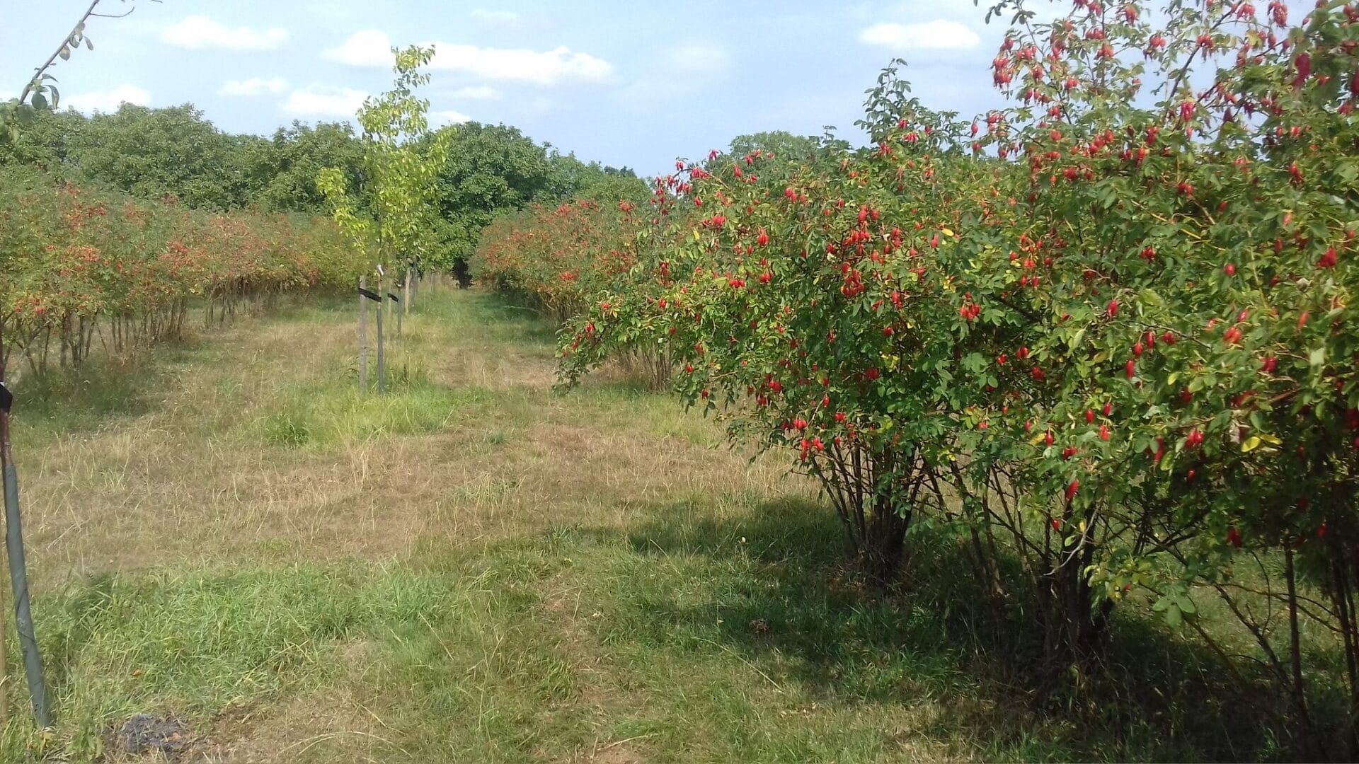 Bosscherwaarden-